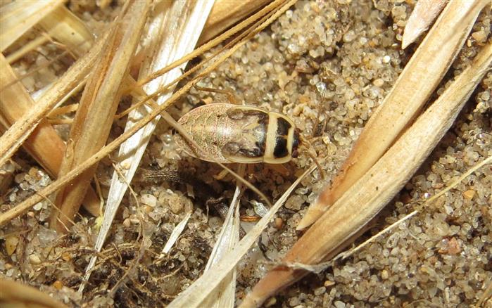 Lygaeidae: ninfa di Emblethis sp.